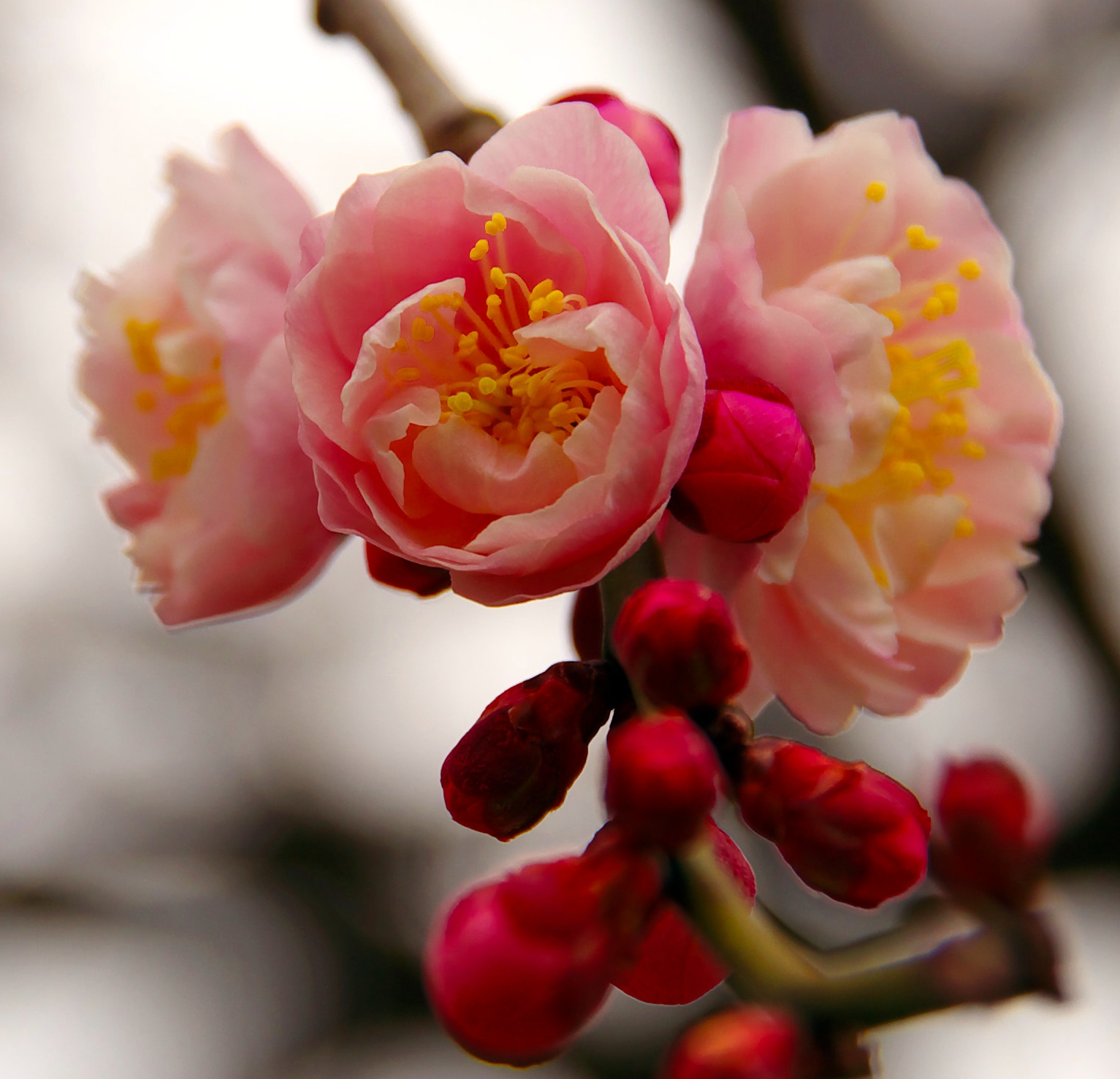  Plum blossom
